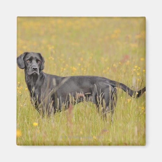 Aimant Labrador noir 16 mois 2 (Devant)
