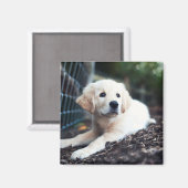 Aimant Labrador Puppy (Recto/Verso)