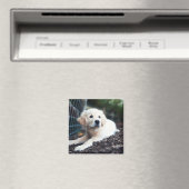 Aimant Labrador Puppy (In Situ (Lave-vaisselle))