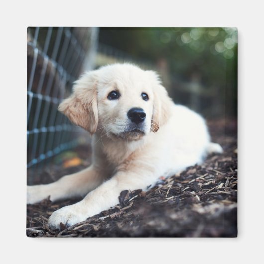 Aimant Labrador Puppy (Devant)