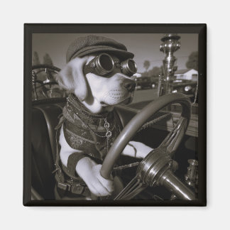 aimant Labrador Retriever