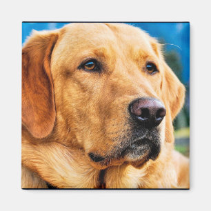 Aimant Labrador retriever d'or