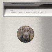 Aimant Labrador Retriever En Argent Clair Rare (In Situ (Lave-vaisselle))