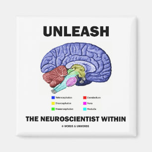 Aimant Lâchez le neurologiste dans (l'anatomie de