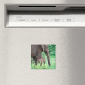 Aimant lactation des éléphants (In Situ (Lave-vaisselle))