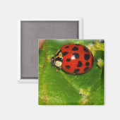Aimant Lady Bug (Recto/Verso)
