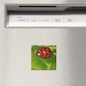 Aimant Lady Bug (In Situ (Lave-vaisselle))
