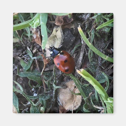 Aimant Lady Bug (Devant)