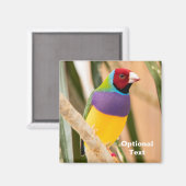 Aimant Lady Gouldian Finch (Recto/Verso)