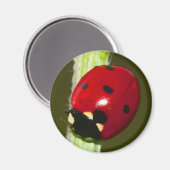 aimant ladybeetle (Recto/Verso)
