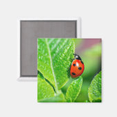 Aimant Ladybird (Recto/Verso)