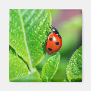 Aimant Ladybird