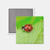 Aimant Ladybird marche à travers une feuille (Recto/Verso)