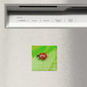 Aimant Ladybird marche à travers une feuille (In Situ (Lave-vaisselle))