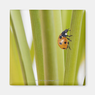 Aimant Ladybird sur des tiges de plante