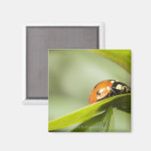 Aimant Ladybird sur la feuille, Ladybug sur la feuille (Recto/Verso)