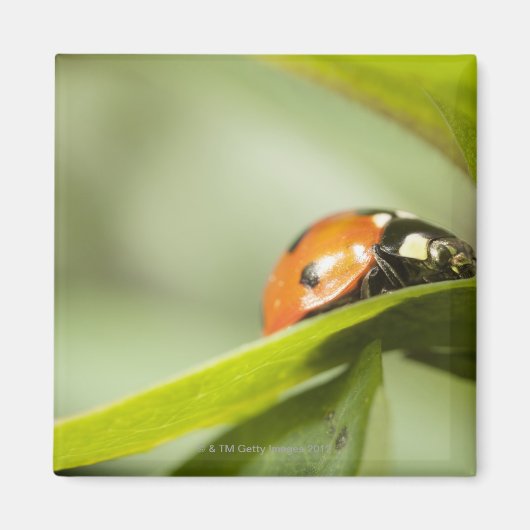 Aimant Ladybird sur la feuille, Ladybug sur la feuille (Devant)