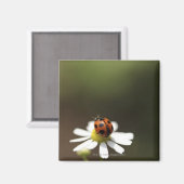 Aimant Ladybird sur la Fleur Chamomile (Recto/Verso)