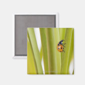 Aimant Ladybird sur les tiges plantes (Recto/Verso)