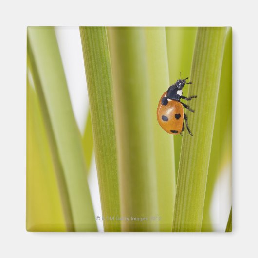 Aimant Ladybird sur les tiges plantes (Devant)
