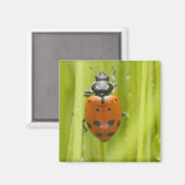 Aimant Ladybird sur l'herbe, gros plan (Recto/Verso)