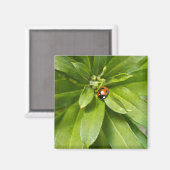 Aimant Ladybug (Recto/Verso)