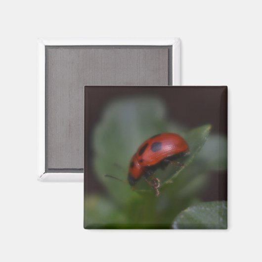 Aimant Ladybug (Recto/Verso)