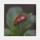 Aimant Ladybug (Devant)