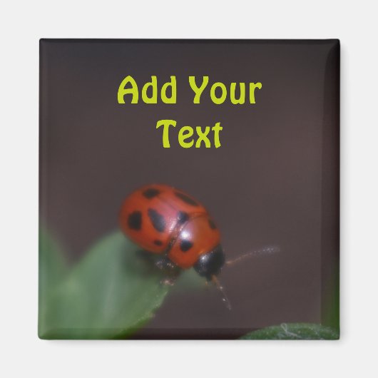 Aimant Ladybug (Devant)