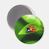 Aimant Ladybug (Recto/Verso)