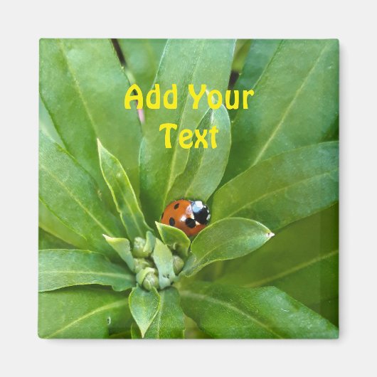 Aimant Ladybug (Devant)