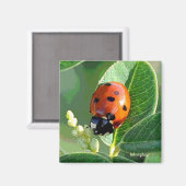 Aimant Ladybug (Recto/Verso)