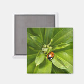 Aimant Ladybug (Recto/Verso)