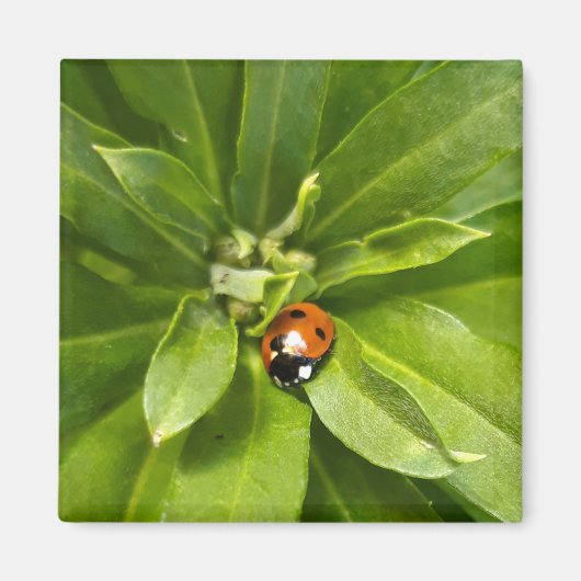 Aimant Ladybug (Devant)