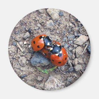 Aimant Ladybug Kisses