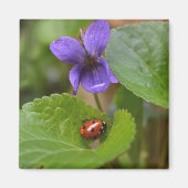Aimant Ladybug sur les fleurs de violet doux (Devant)