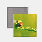 Aimant Ladybug sur sprig (Recto/Verso)