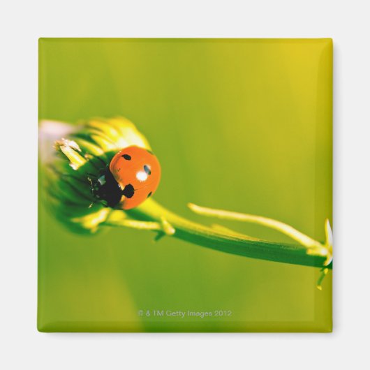 Aimant Ladybug sur sprig (Devant)