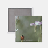 Aimant Ladybug sur Stem (Recto/Verso)