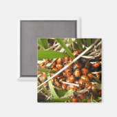 Aimant Ladybugs (Coccinellidae) (Recto/Verso)