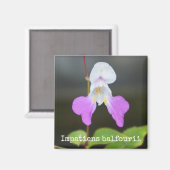 Aimant L'aimant botanique des orchidées du pauvre (Recto/Verso)