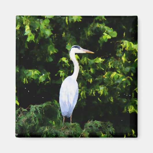 Aimant L'aimant des oiseaux blancs (Devant)