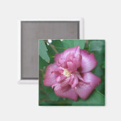 Aimant L'aimant d'un Rose de Sharon Commence à fleurir (Recto/Verso)
