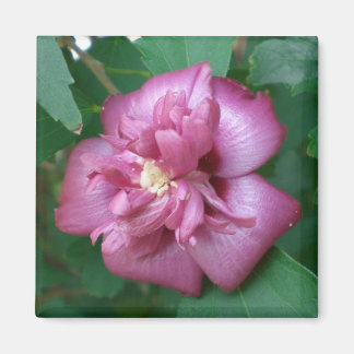 Aimant L'aimant d'un Rose de Sharon Commence à fleurir