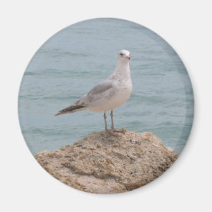 Aimant L'aimant solitaire de réfrigérateur de mouette