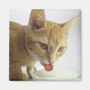 Aimant Lait boisson de chat