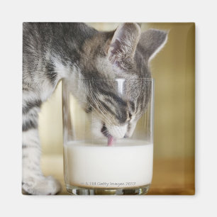 Aimant Lait boisson de chaton de verre