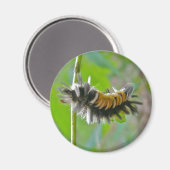 Aimant Lait Tussock Moth Caterpillar Items (Recto/Verso)
