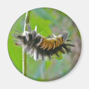 Aimant Lait Tussock Moth Caterpillar Items