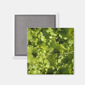 Aimant Laitue verte (Recto/Verso)